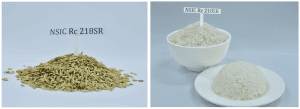 Philippine-Rice-Recognized-as-World-Class-by-Global-Industry-Leaders