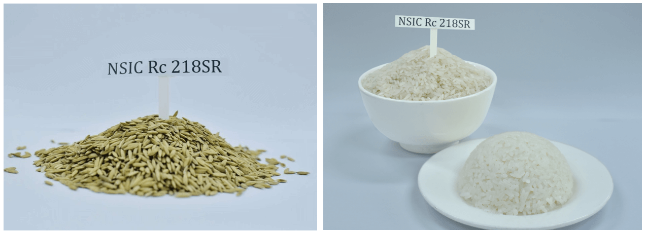 Philippine Rice Recognized as World Class by Global Industry Leaders